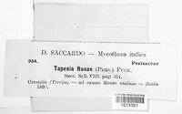 Mollisia rosae image
